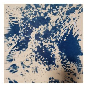 Atelier CYANOTYPE - empreintes végétales à Nancy-rimg-w960-h960-gmir[1].jpg